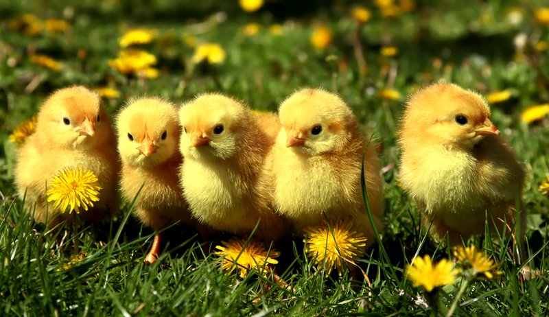 chicken breeding